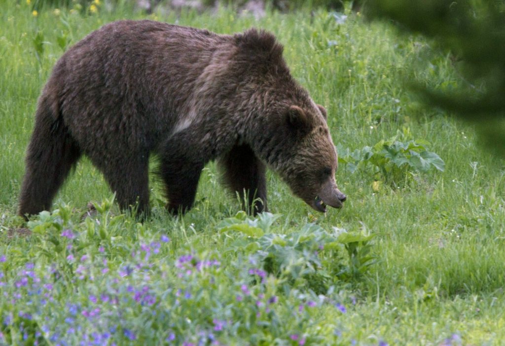 Yellowstone Grizzly Bears 48989.jpg 70271