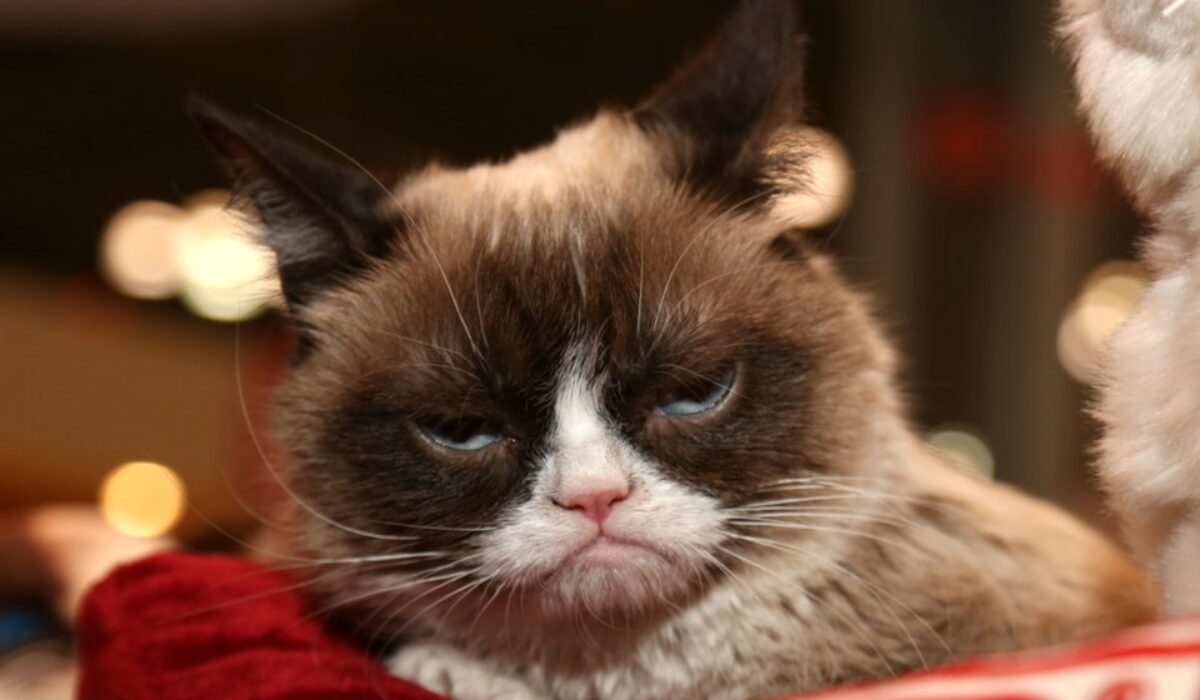 Grumpy Cat Wins 710 001 In Trademark Lawsuit Against Small Beverage Business Good To Seo