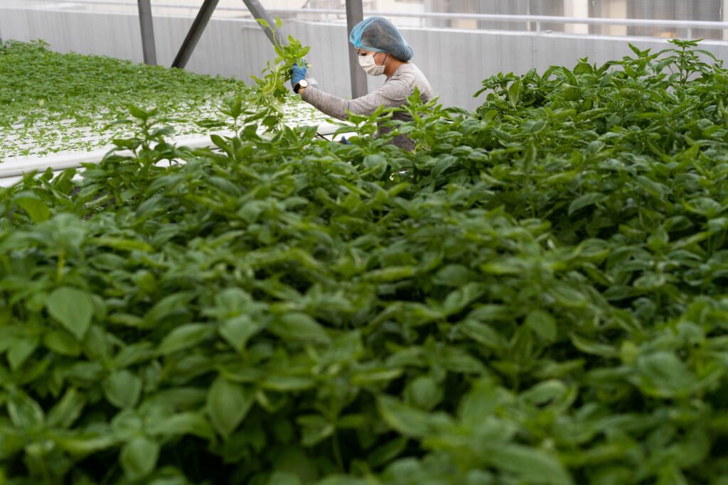 Comcrop worker harvesting greens